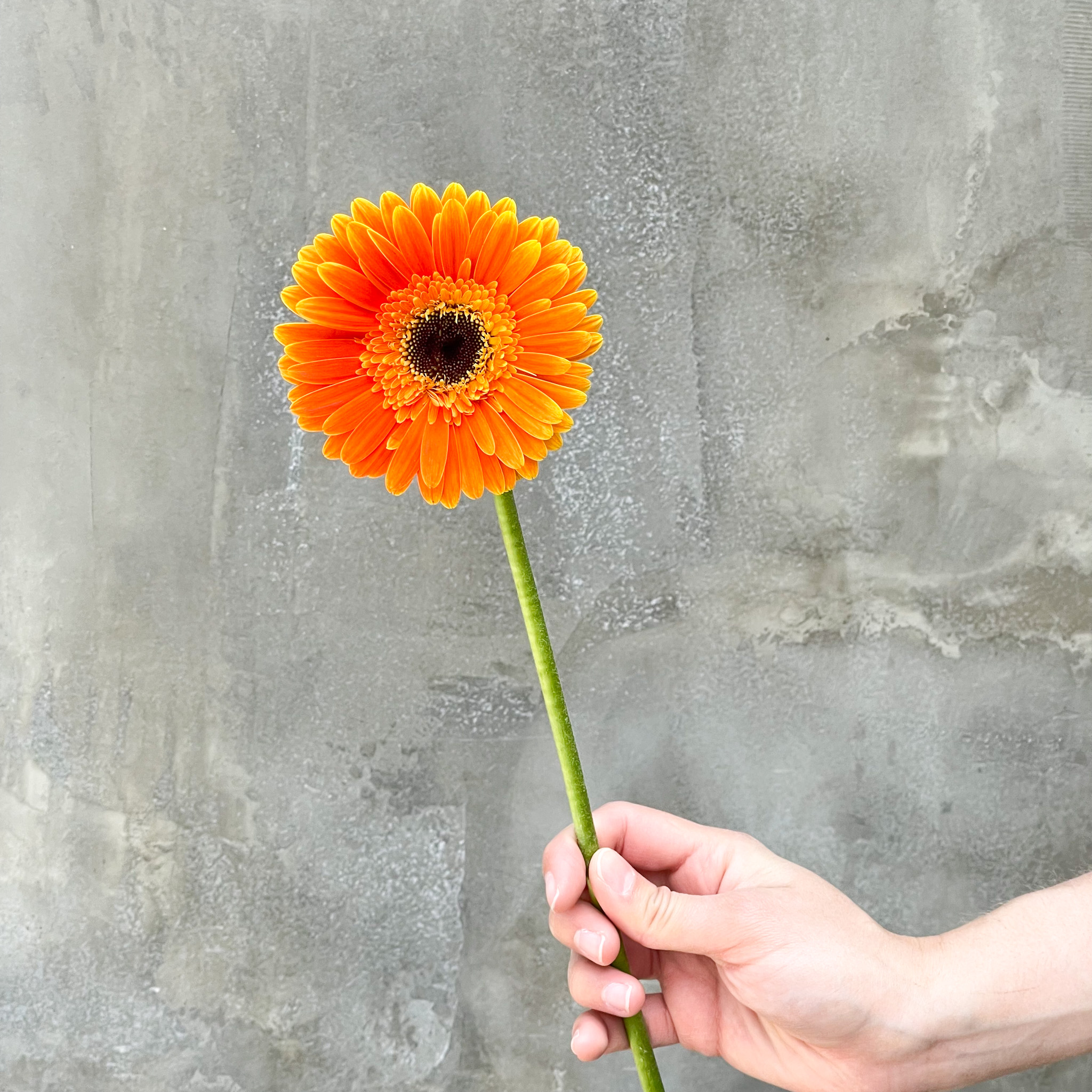 GERBERA